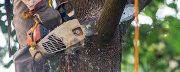 Best Stump Grinding and Removal  in Arlington, NY