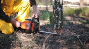 Best Lawn Renovation and Restoration  in Arlington, NY