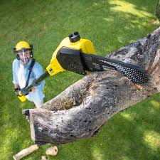 How Our Tree Care Process Works  in  Arlington, NY