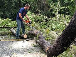 Best Tree Health Inspection  in Arlington, NY