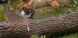 Best Palm Tree Trimming  in Arlington, NY