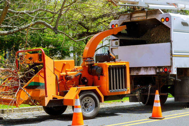 Best Tree Mulching  in Arlington, NY