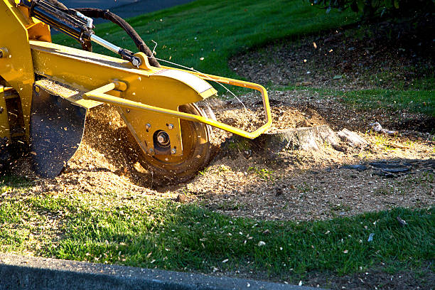 Best Lawn Pest Prevention  in Arlington, NY