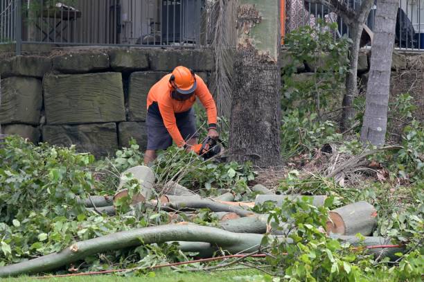 Best Utility Line Clearance  in Arlington, NY