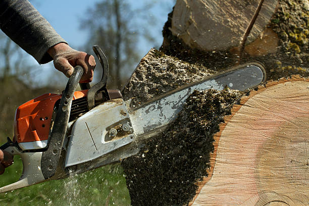 Best Aeration Services  in Arlington, NY